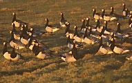 Photo of Barnacle Geese (Branta leucopsis)
